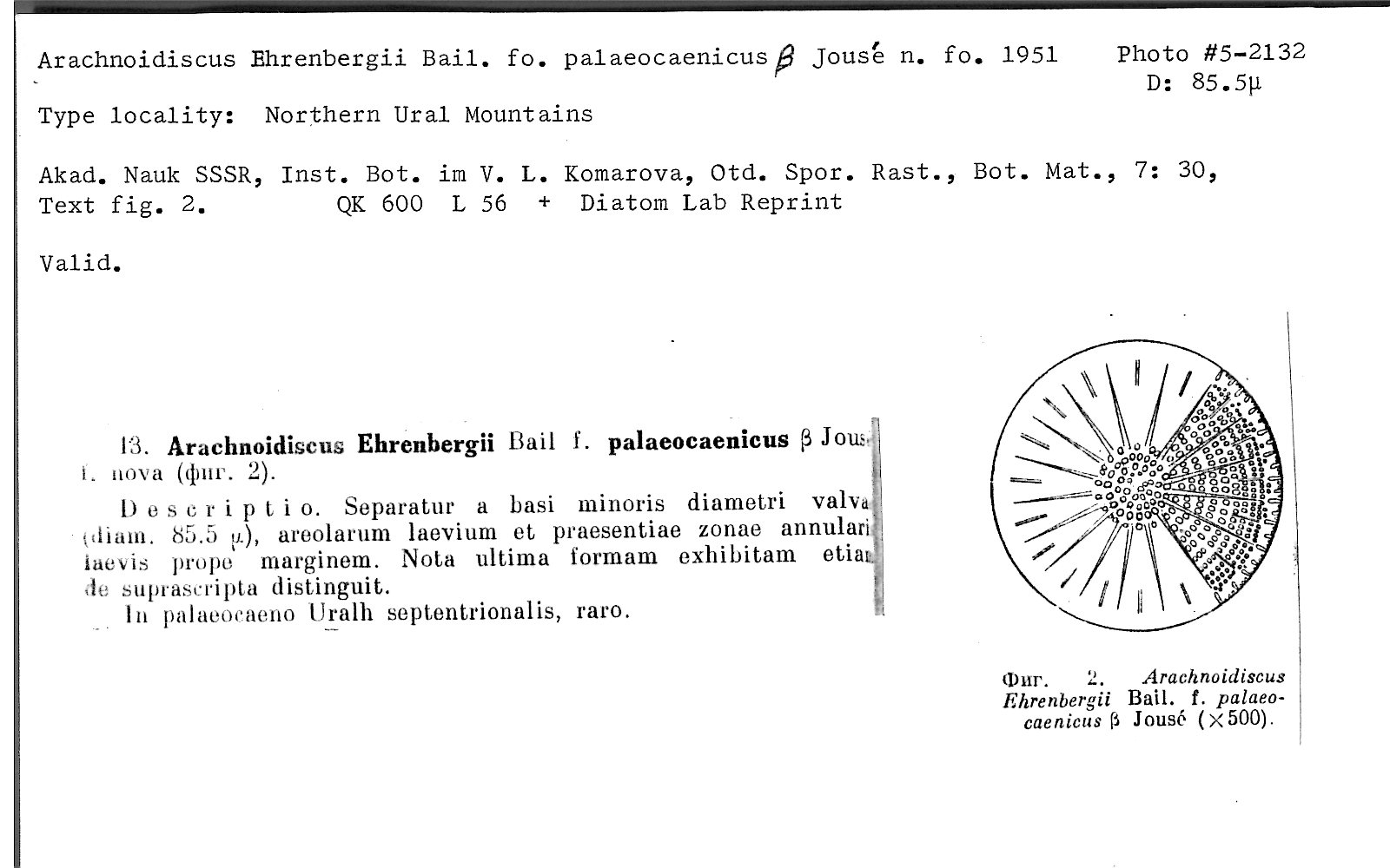 Ansp Diatom New Taxon File