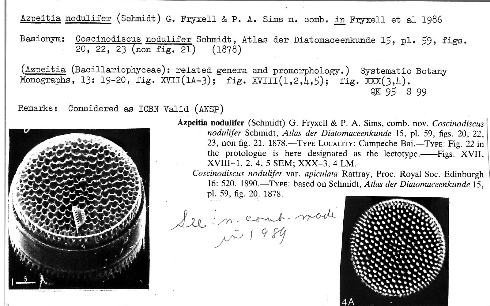 ANSP Diatom New Taxon File