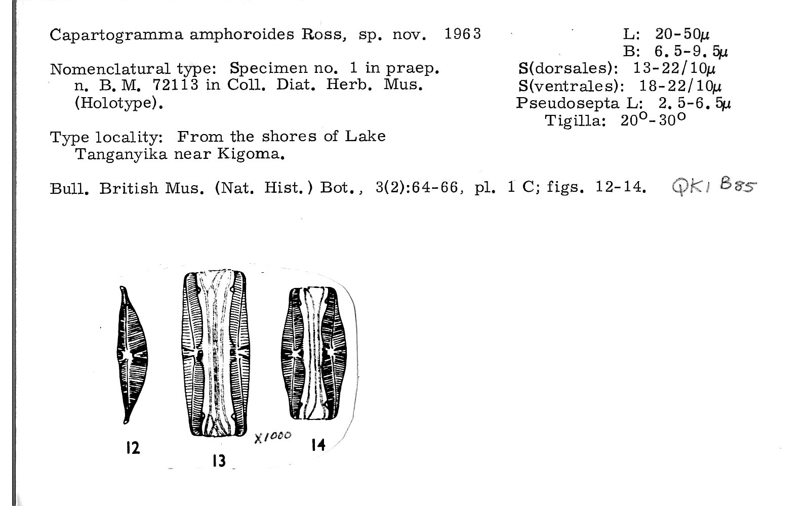 Ansp Diatom New Taxon File