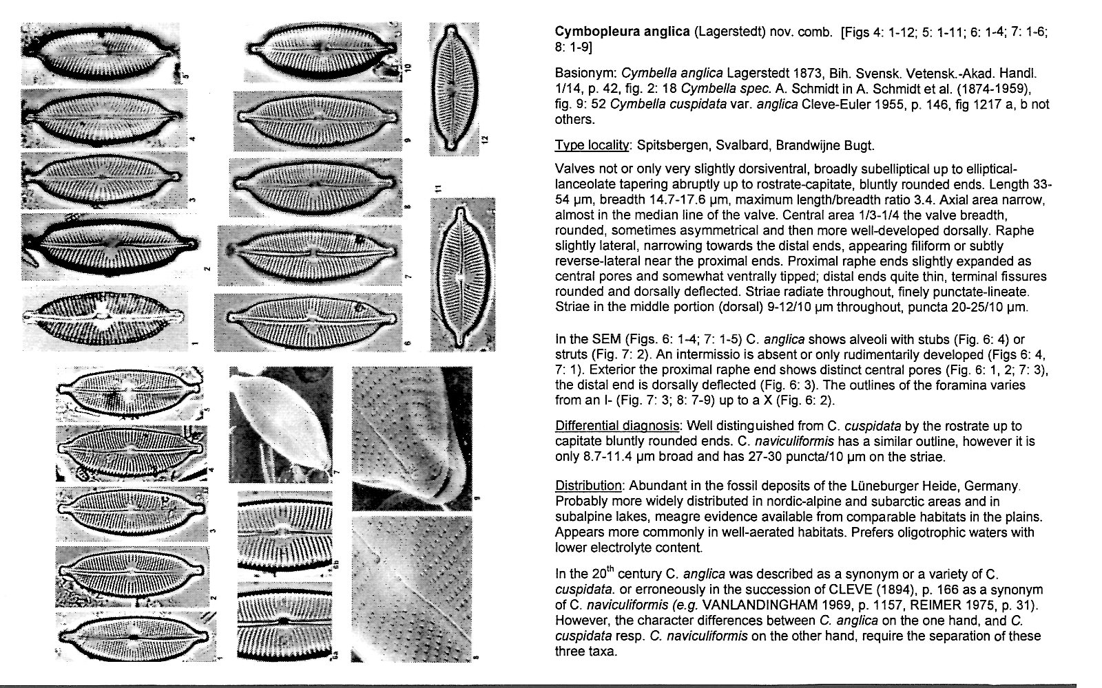 Ansp Diatom New Taxon File
