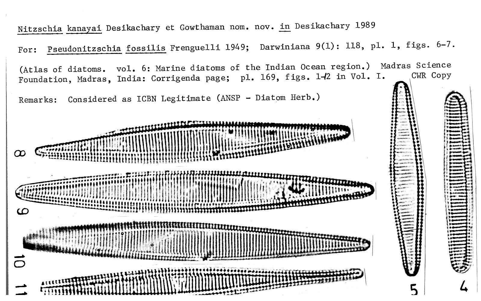 Ansp Diatom New Taxon File