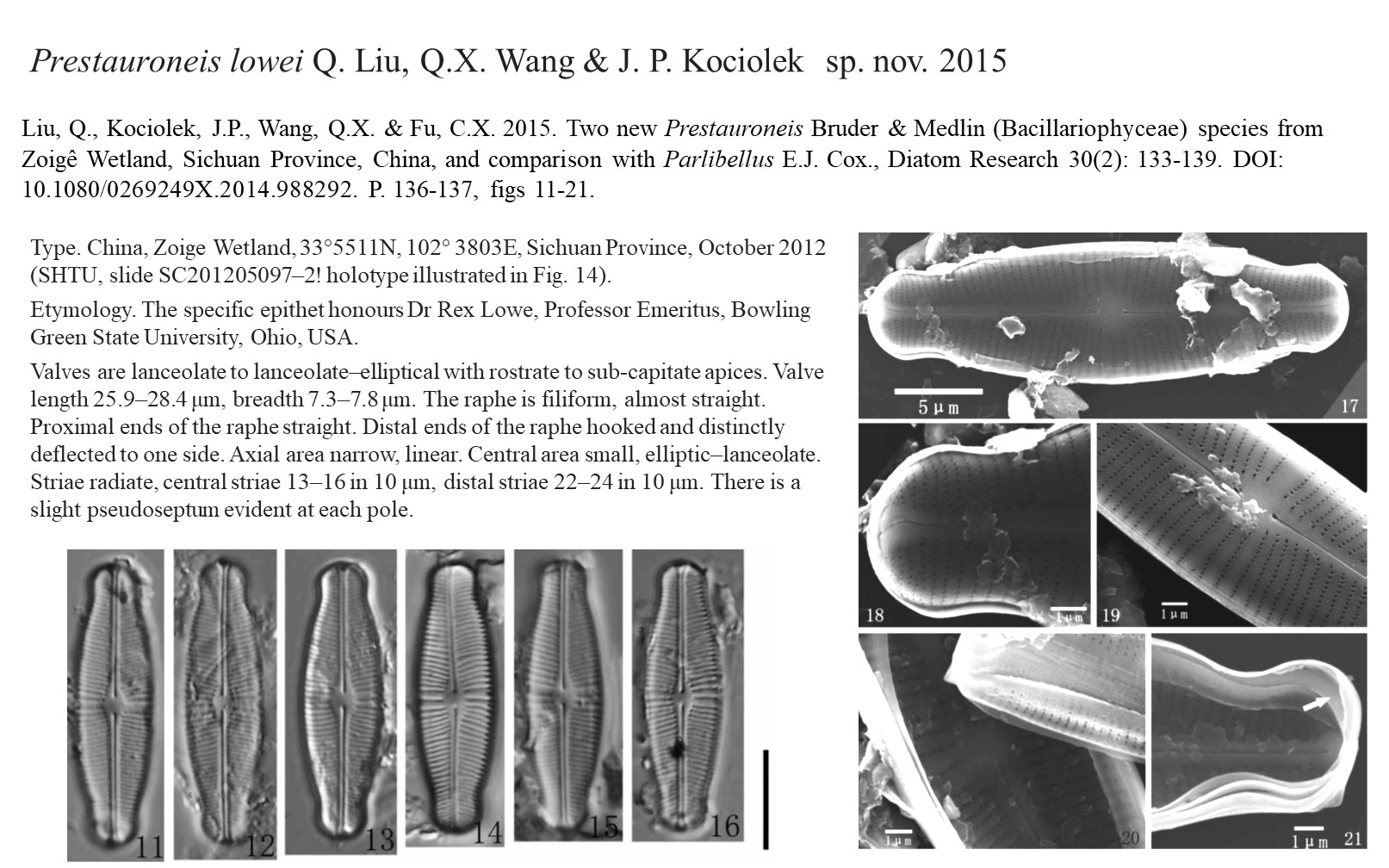 Ansp Diatom New Taxon File