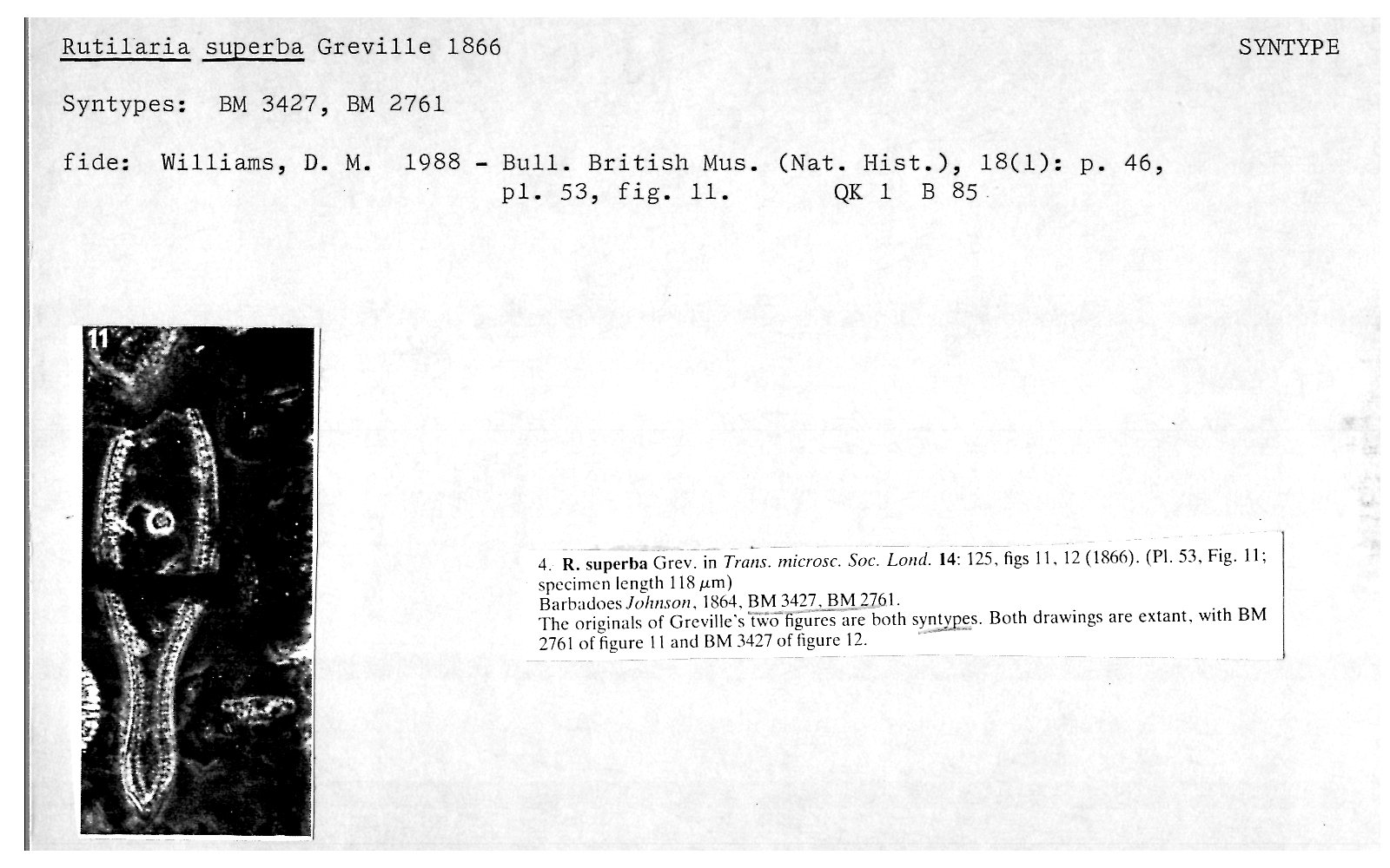 ANSP Diatom New Taxon File