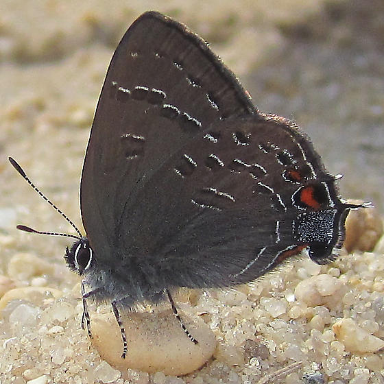 Satyrium calanus image