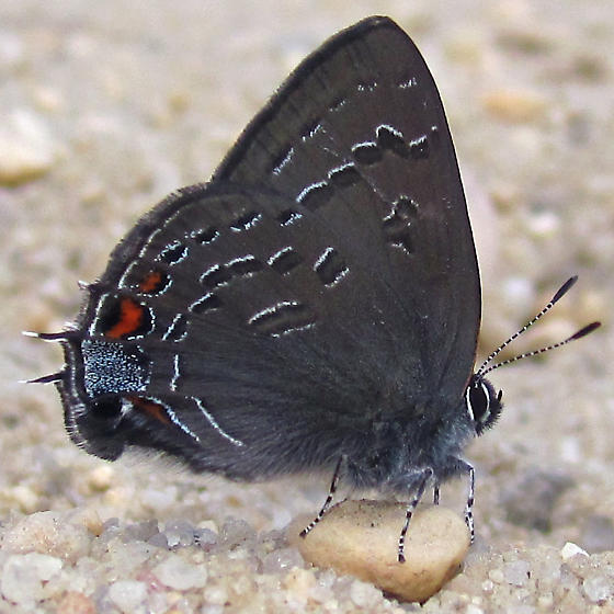 Satyrium calanus image