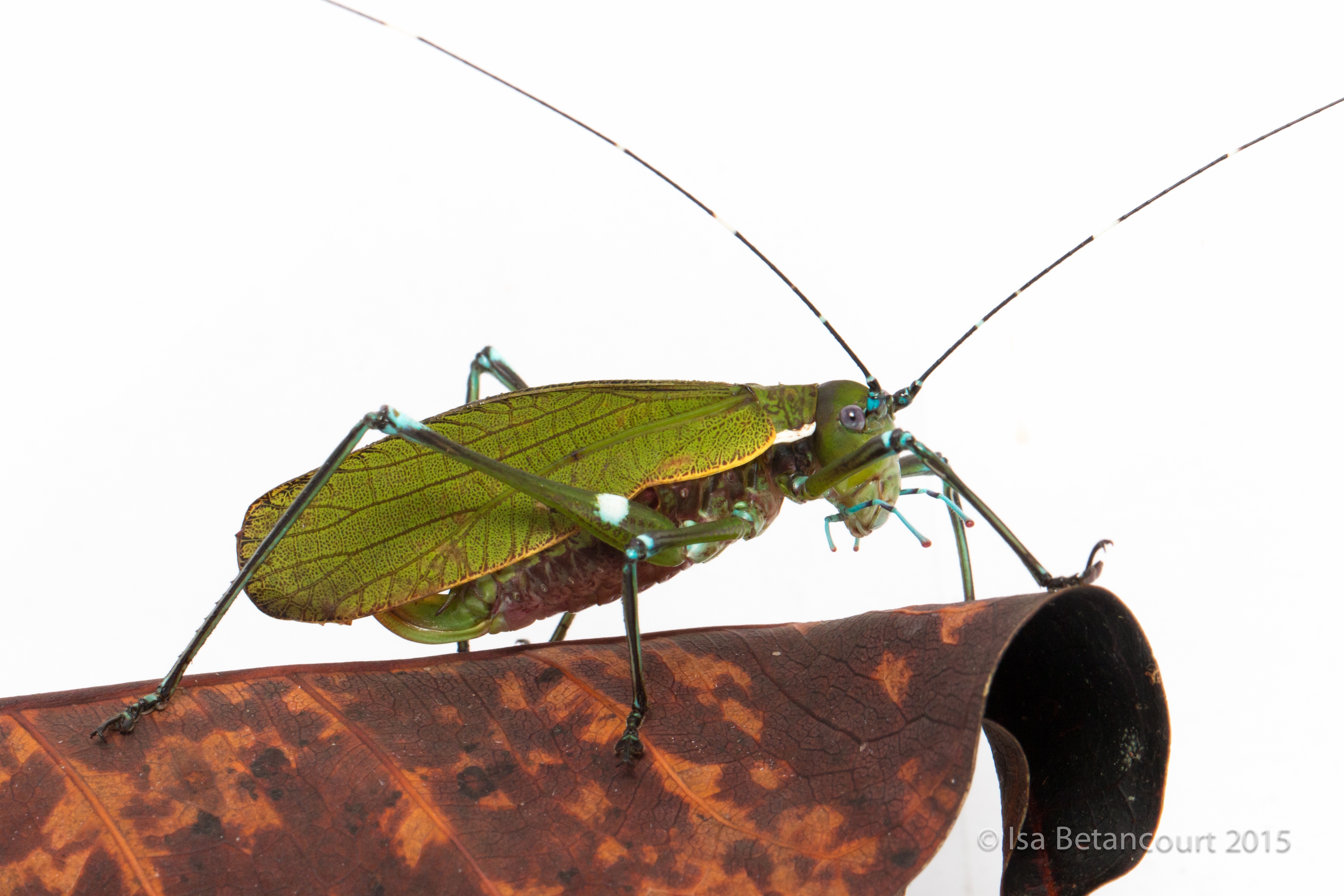 Tettigoniidae image