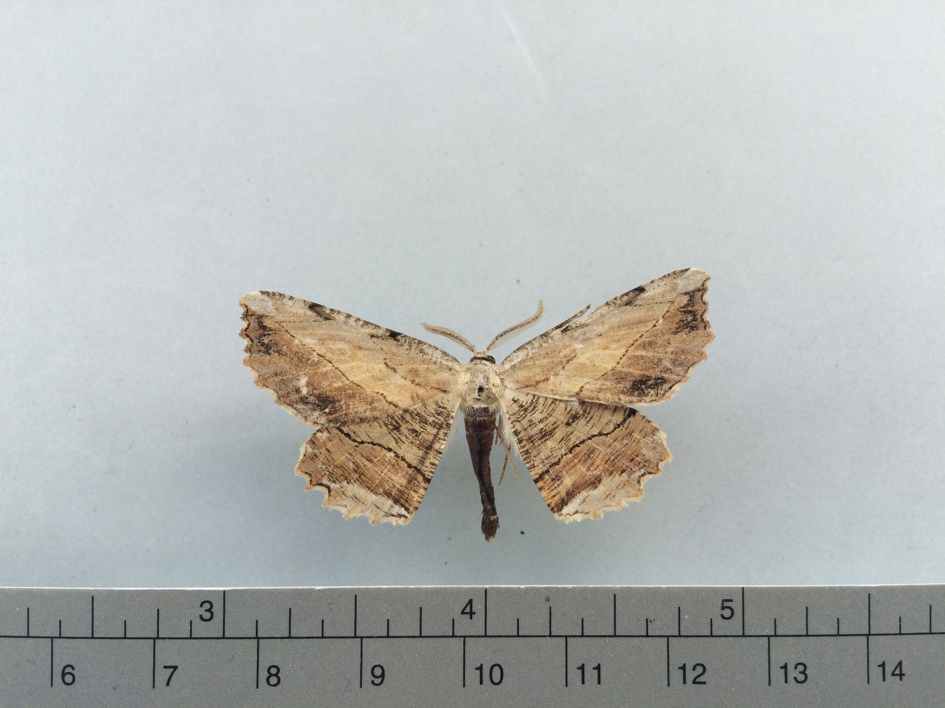 Lytrosis unitaria image