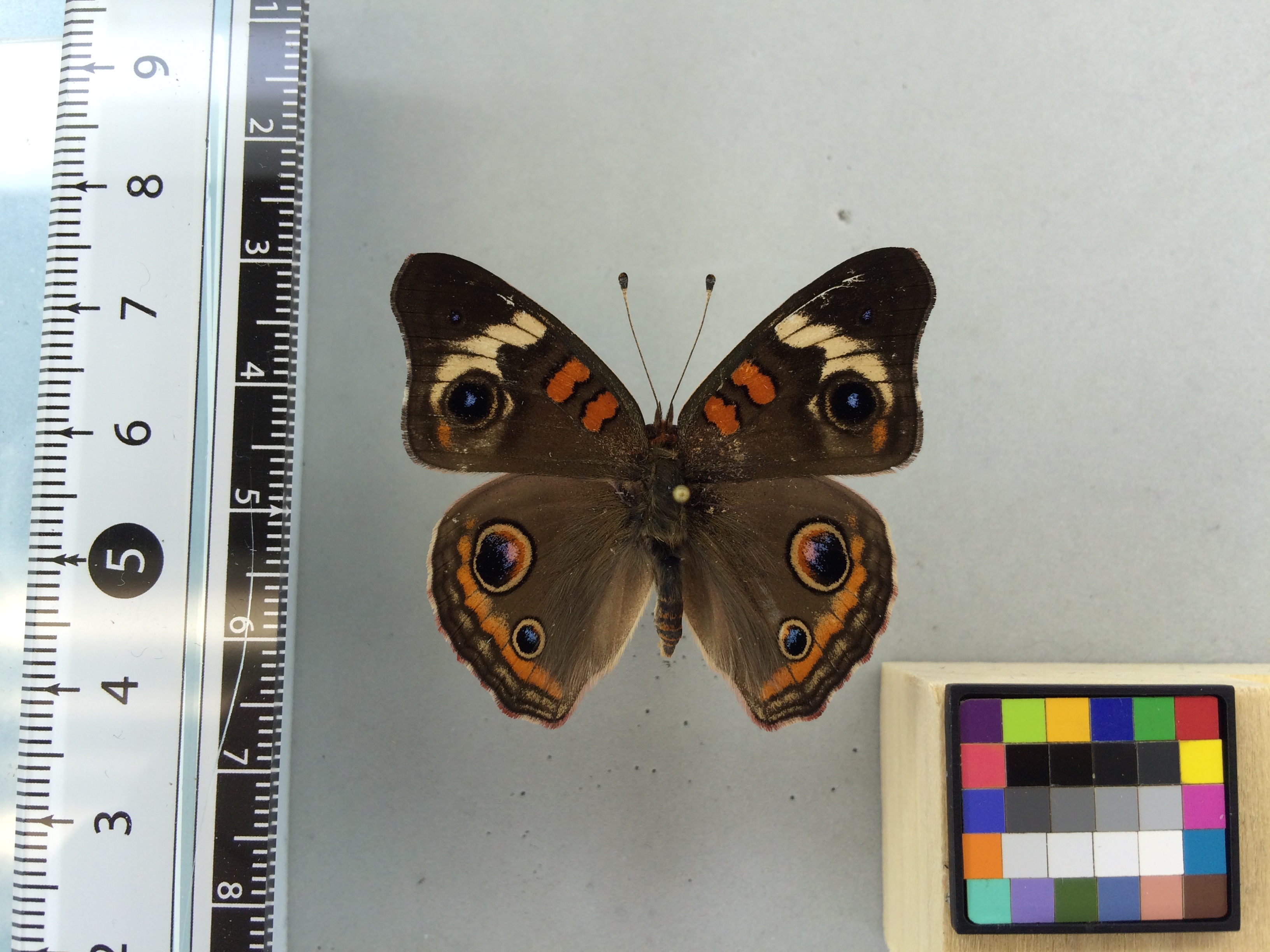 Image of Junonia coenia