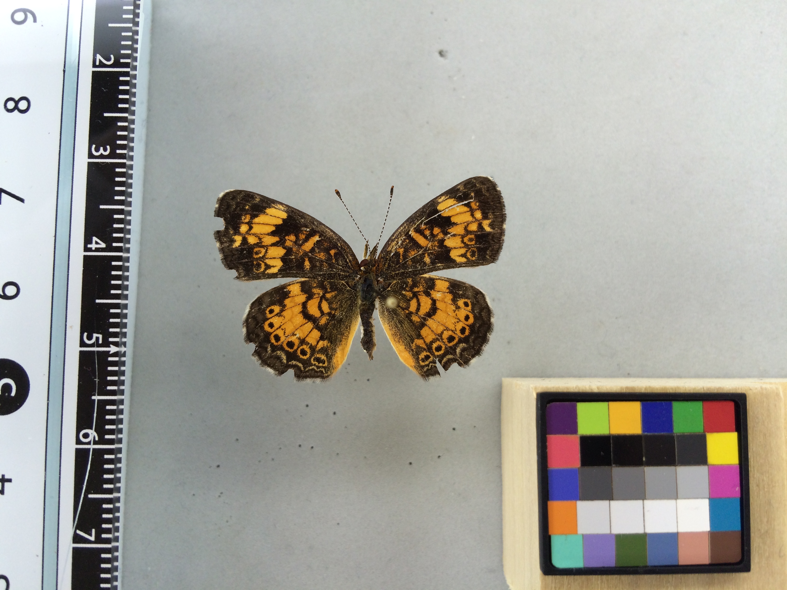 Image of Phyciodes tharos