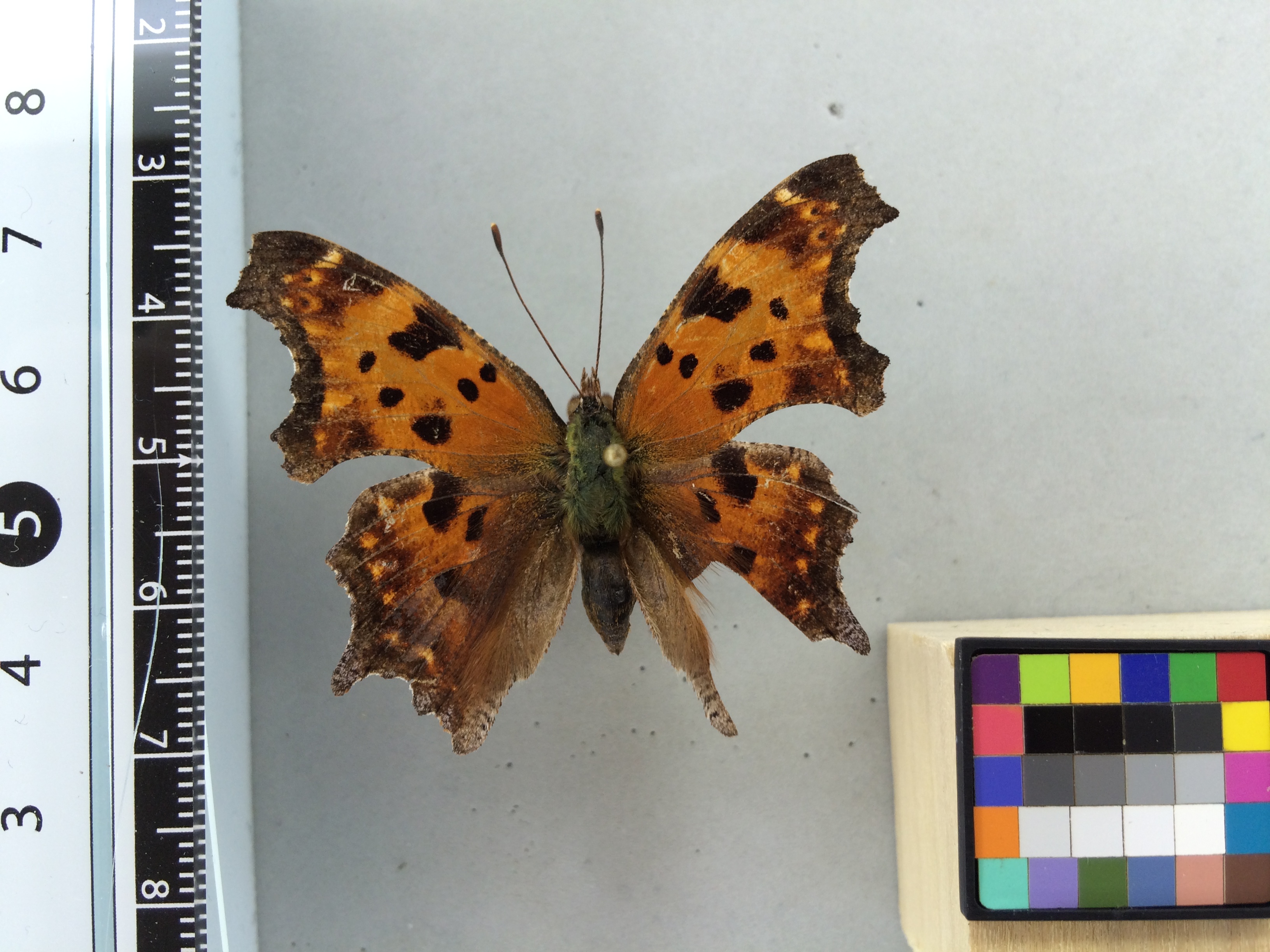 Image of Polygonia comma