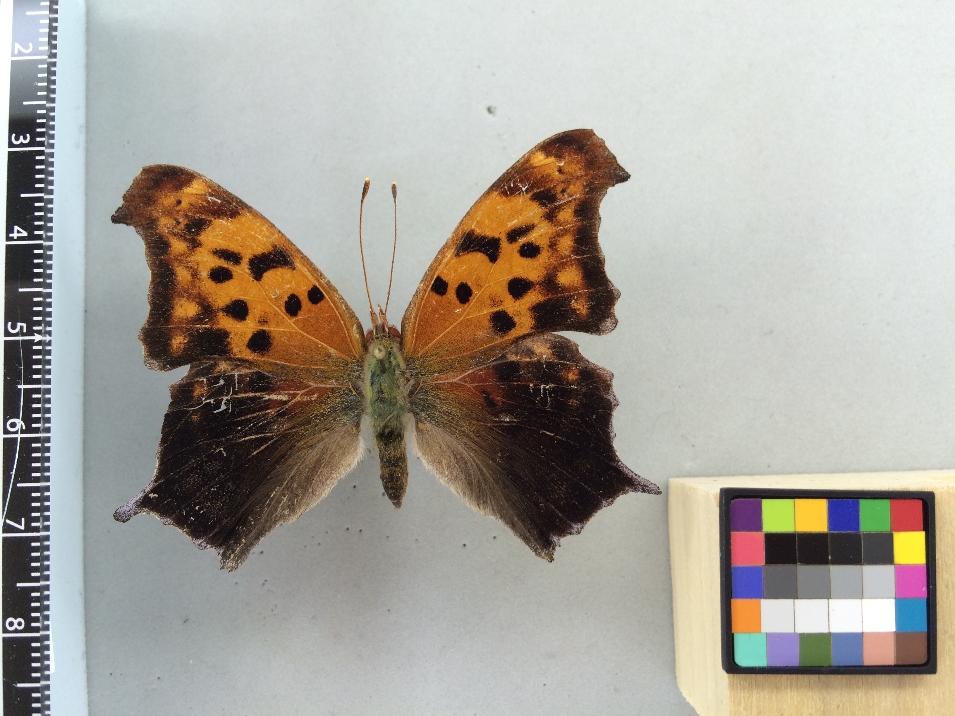 Image of Polygonia interrogationis