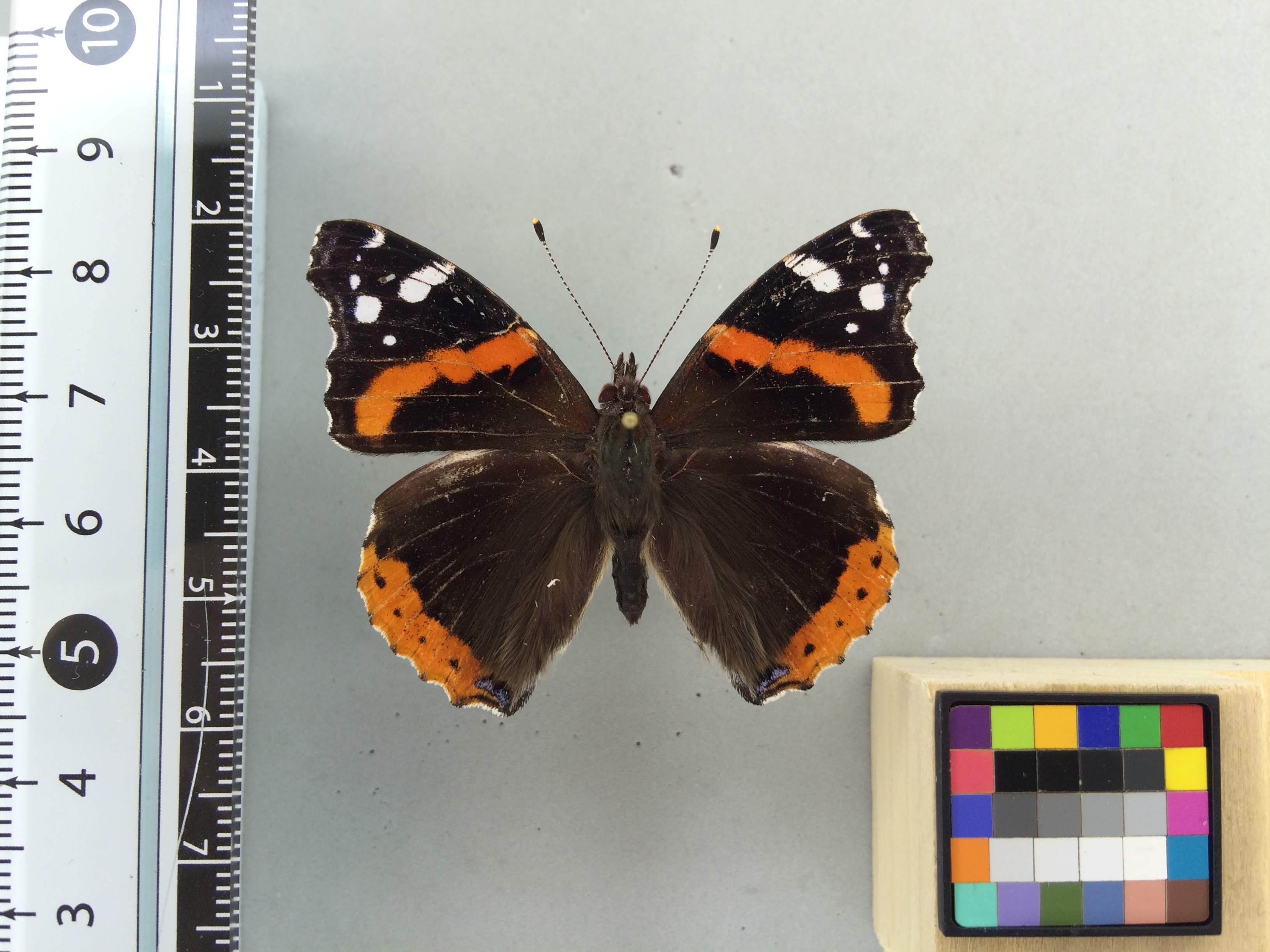 Image of Vanessa atalanta