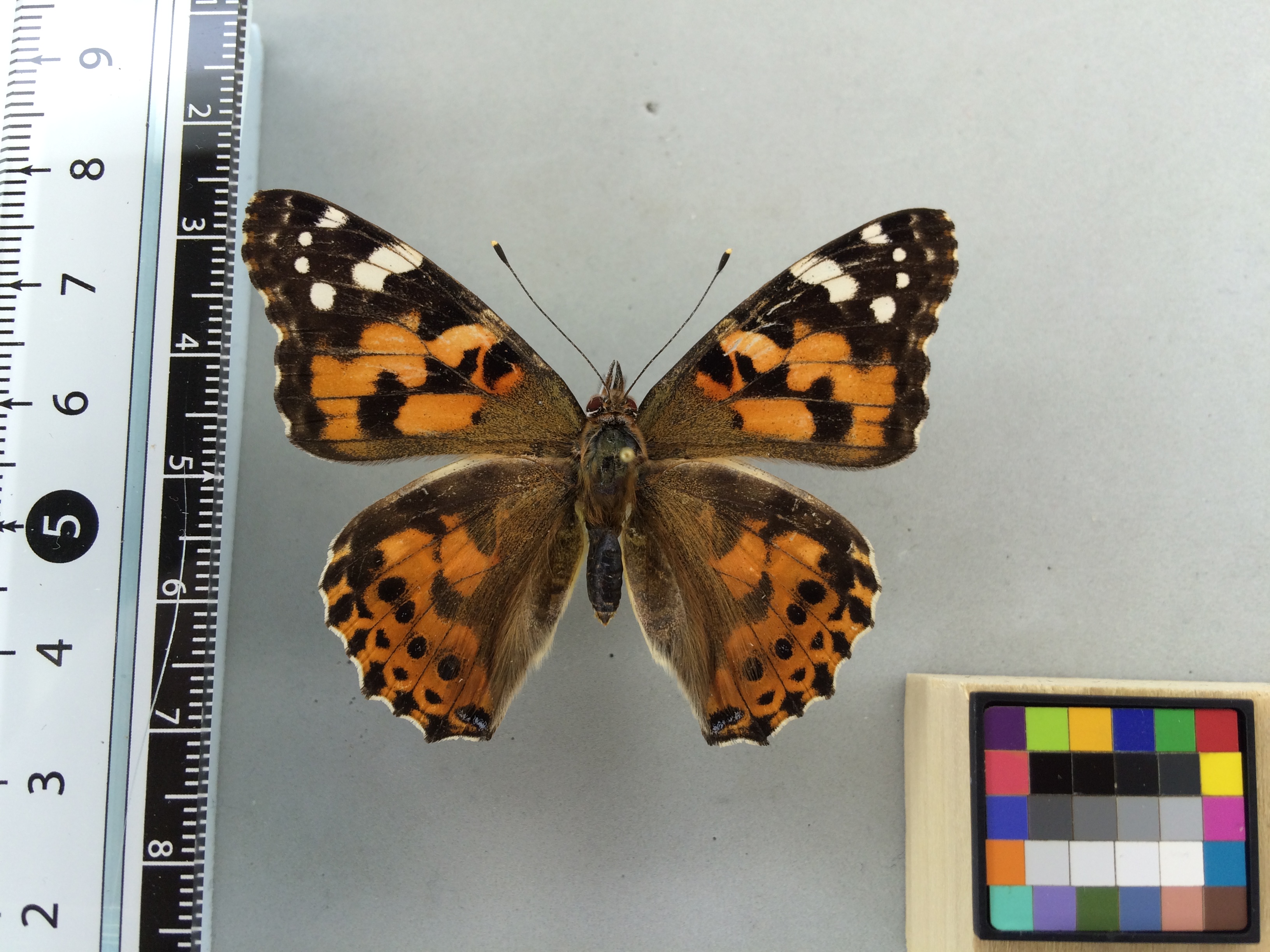 Image of Vanessa cardui