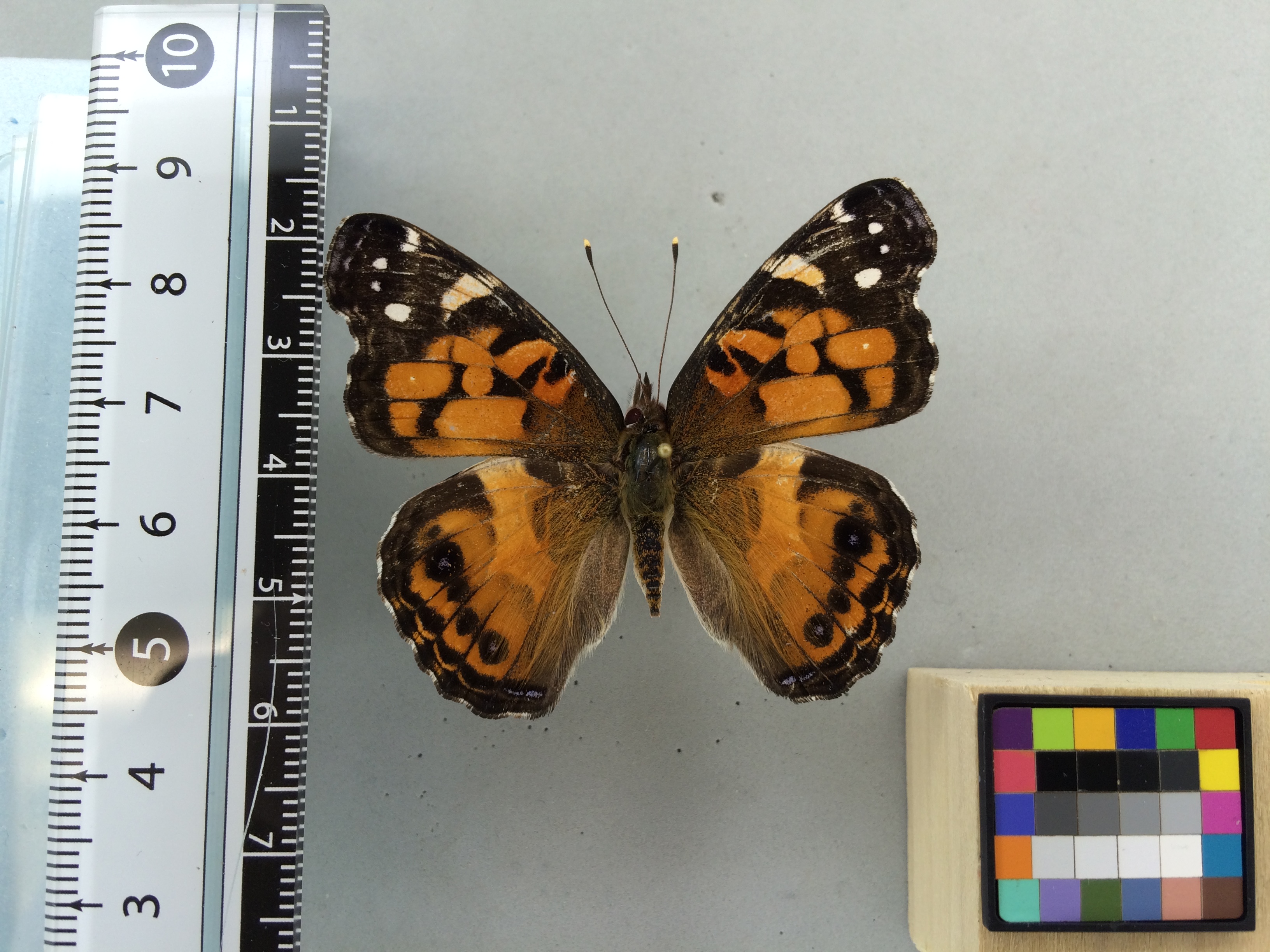 Image of Vanessa virginiensis