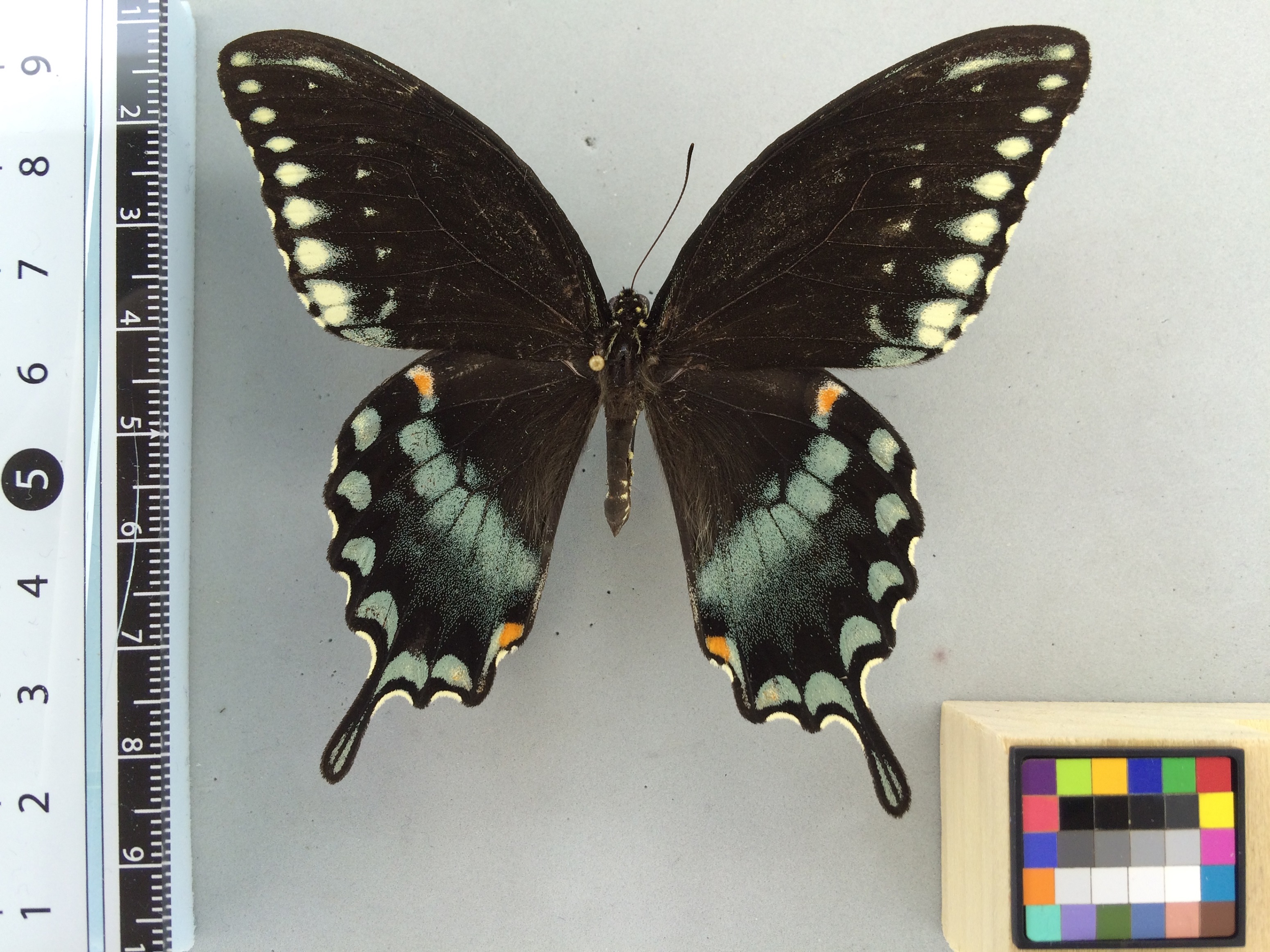 Papilio troilus image