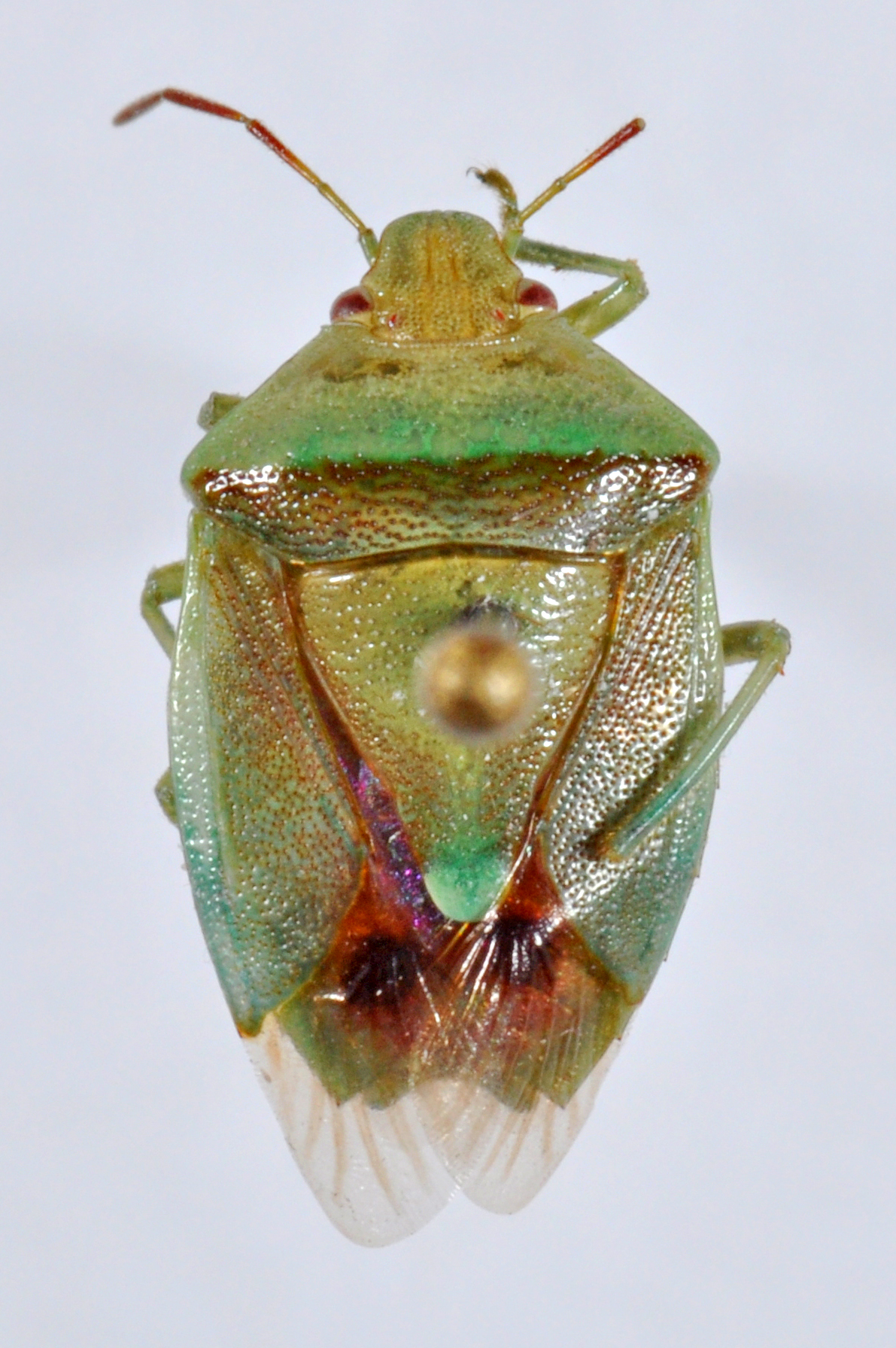 Image of Banasa dimidiata