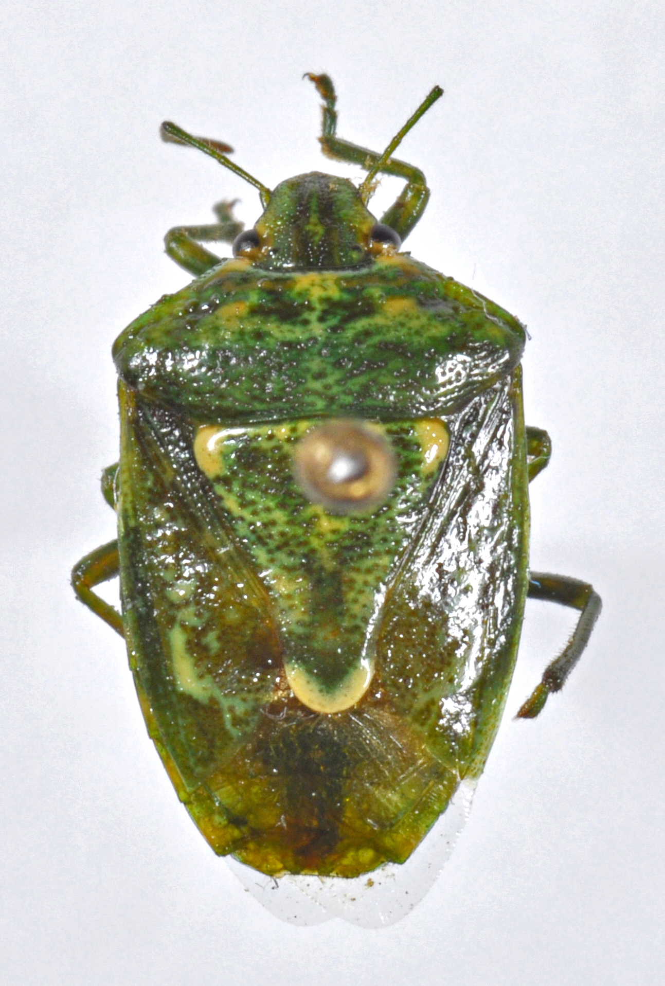 Image of Banasa euchlora