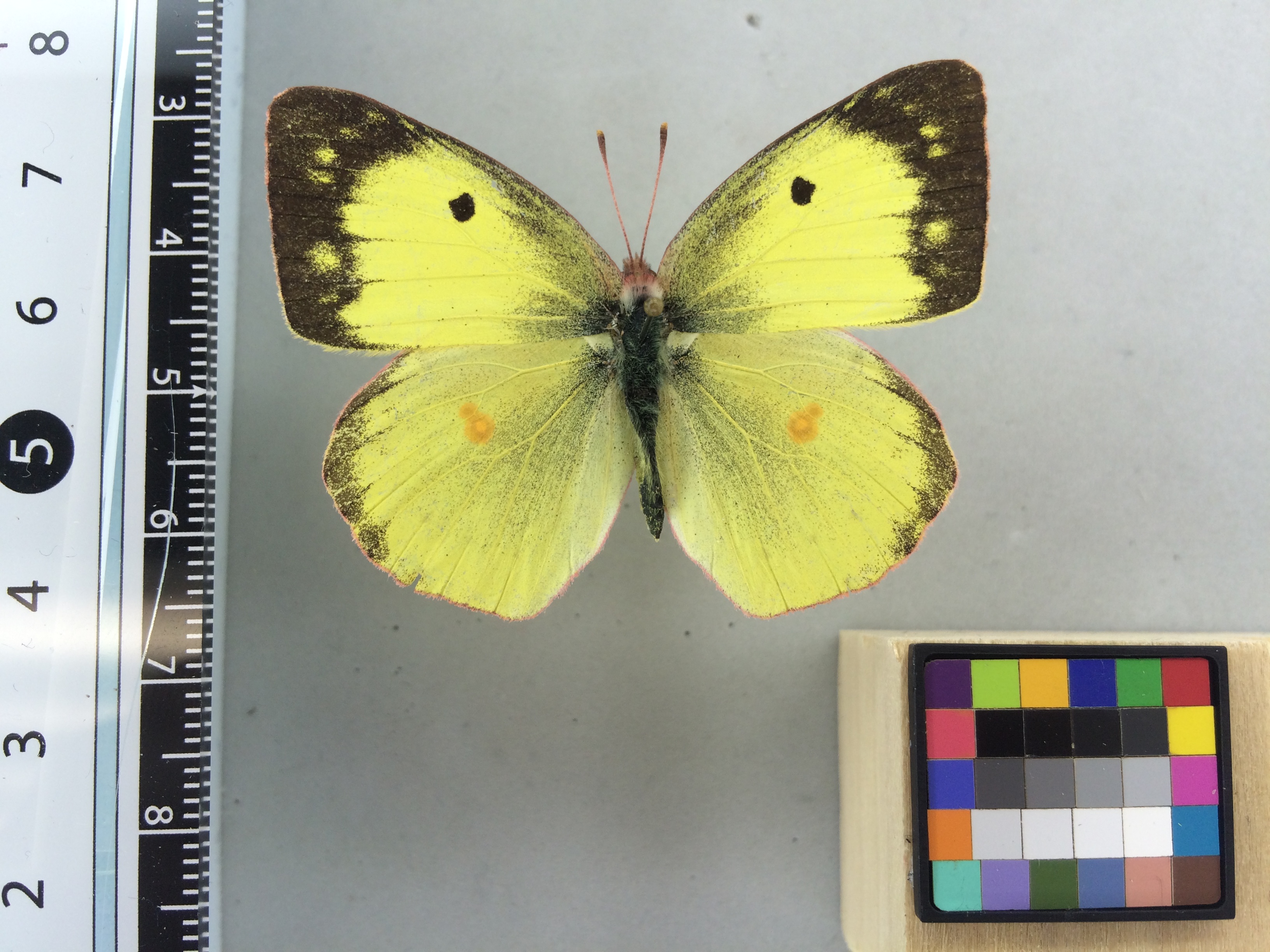 Colias image