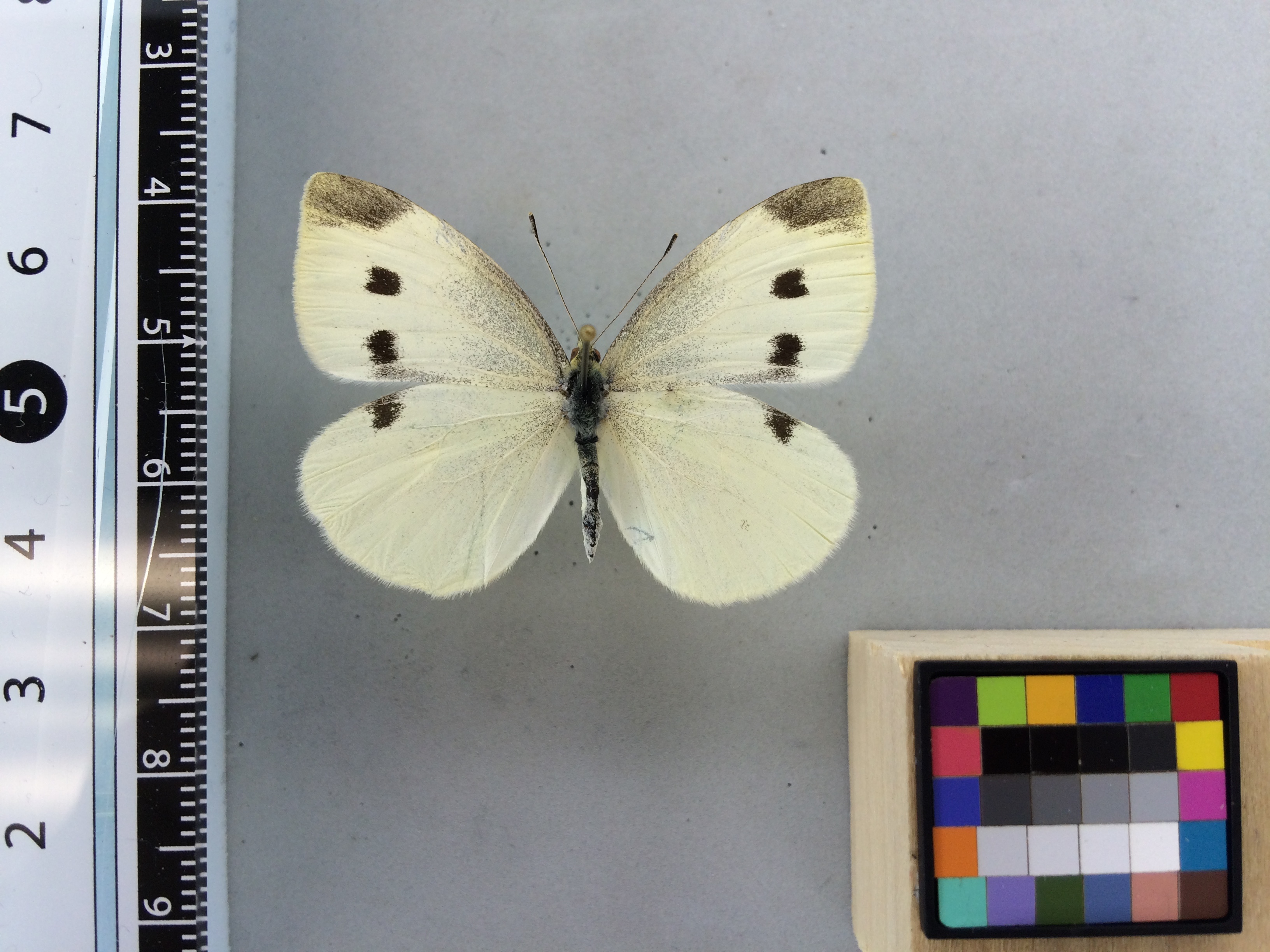 Image of Pieris rapae