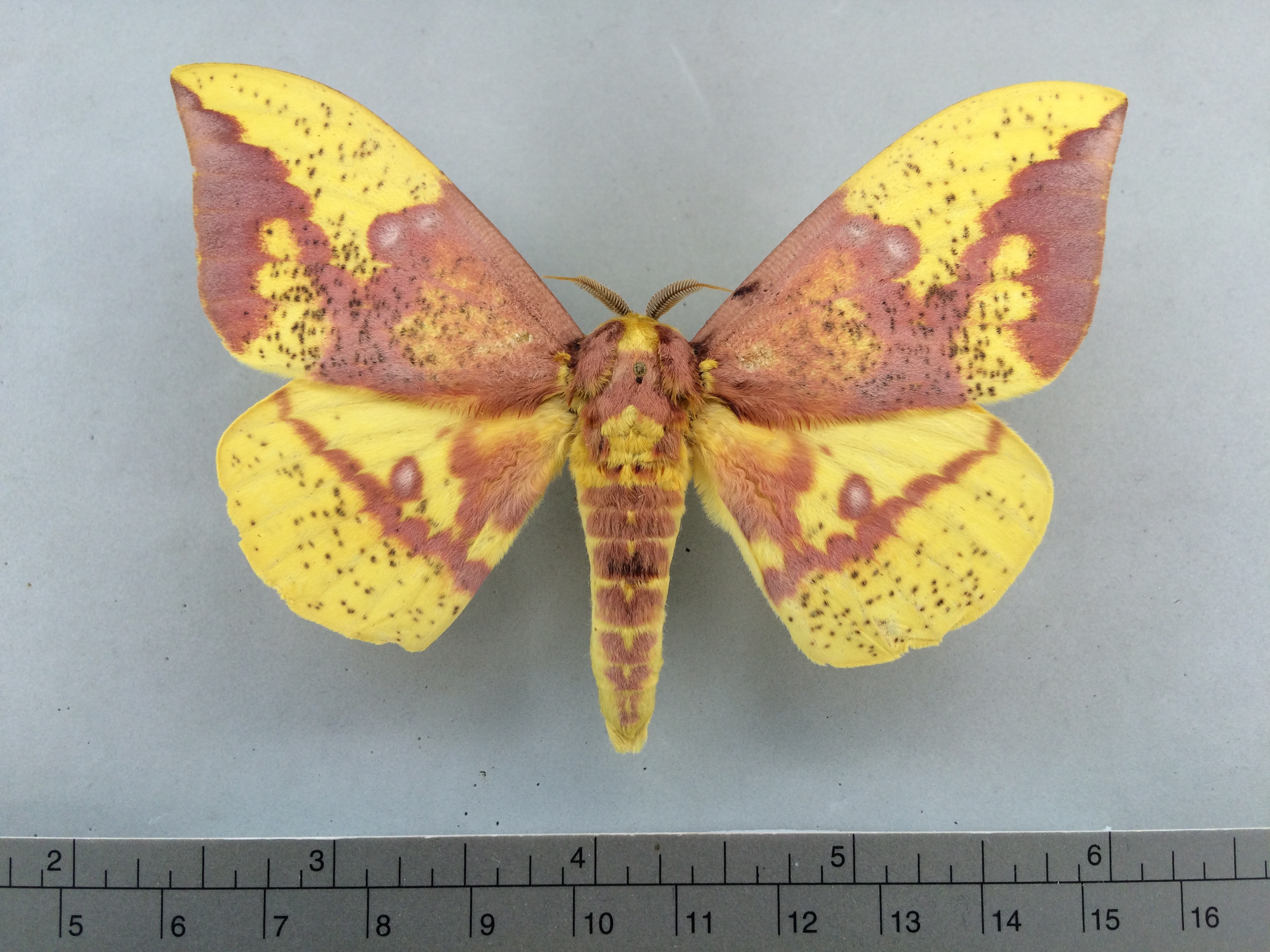 Eacles imperialis image