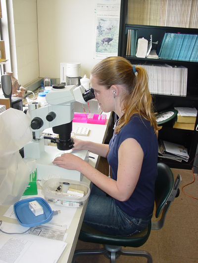 Chelsea Bueter slide mounting chewing louse voucher specimens after extracting their DNA. - Photo by J. D. Weckstein