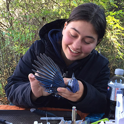Emily collecting blood from a Blue Jay at the Rushton Woods Preserve bird banding station.